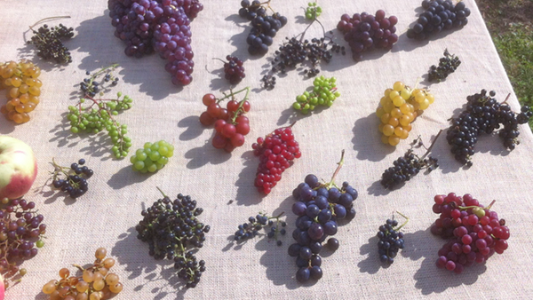 Unraveling the Grape Mystery: Wine Grapes vs. Table Grapes