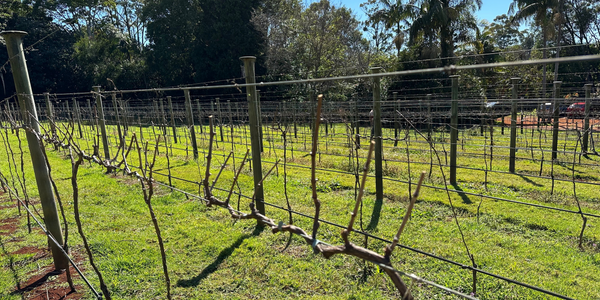Shaping Vines, Crafting Wines: A Comparison of Simonit & Sirch and Cane Pruning