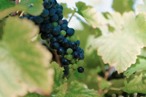 A year in the life of a wine grape